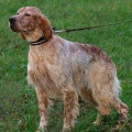 Setter Anglais CIELO SIRTOUF Setter Anglais CIELO SIRTOUF